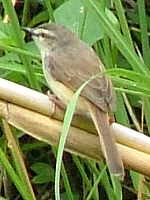 Willow Warbler Willow Warbler